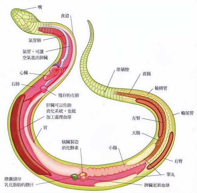 首次发现：雌蛇也有人类生殖器官！它究竟有何用？被发现有何价值