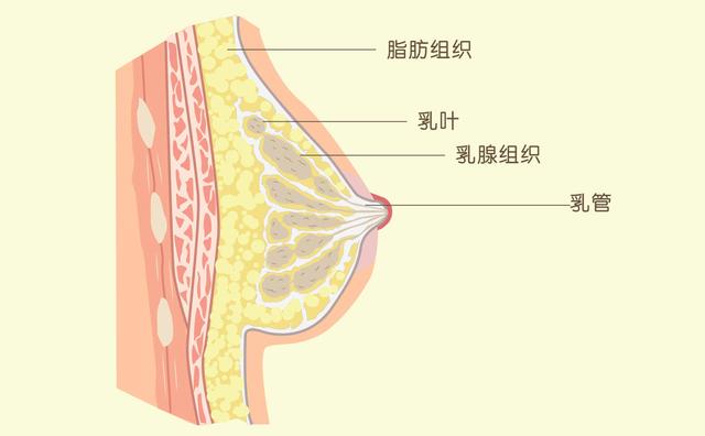 原来女生的胸部形状有那么多种？东亚女性胸部偏小真是基因所致？