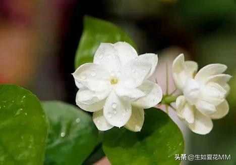 女人花，女人娇艳如花，用一种花形容不同年龄的女人。