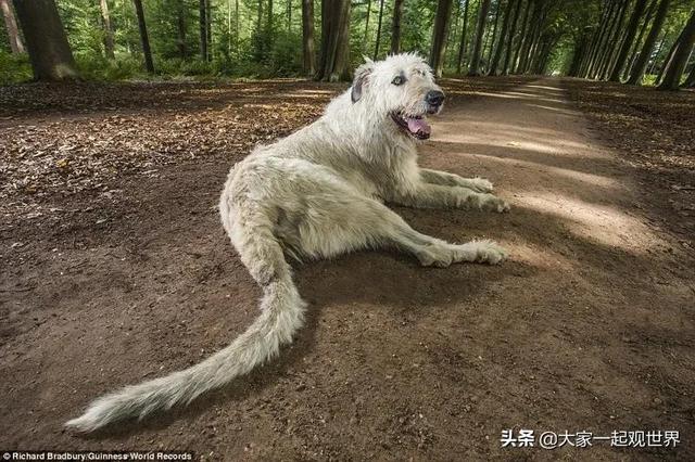 45张真实照片：日本貌美如花的黑帮女老大，完整的人类神经系统